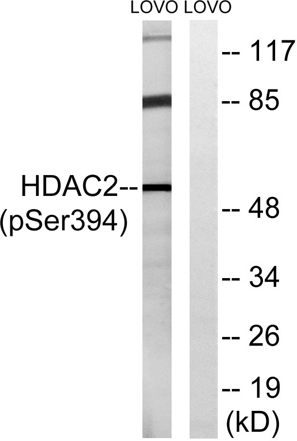 Hdac Phospho Ser Rabbit Polyclonal Antibody