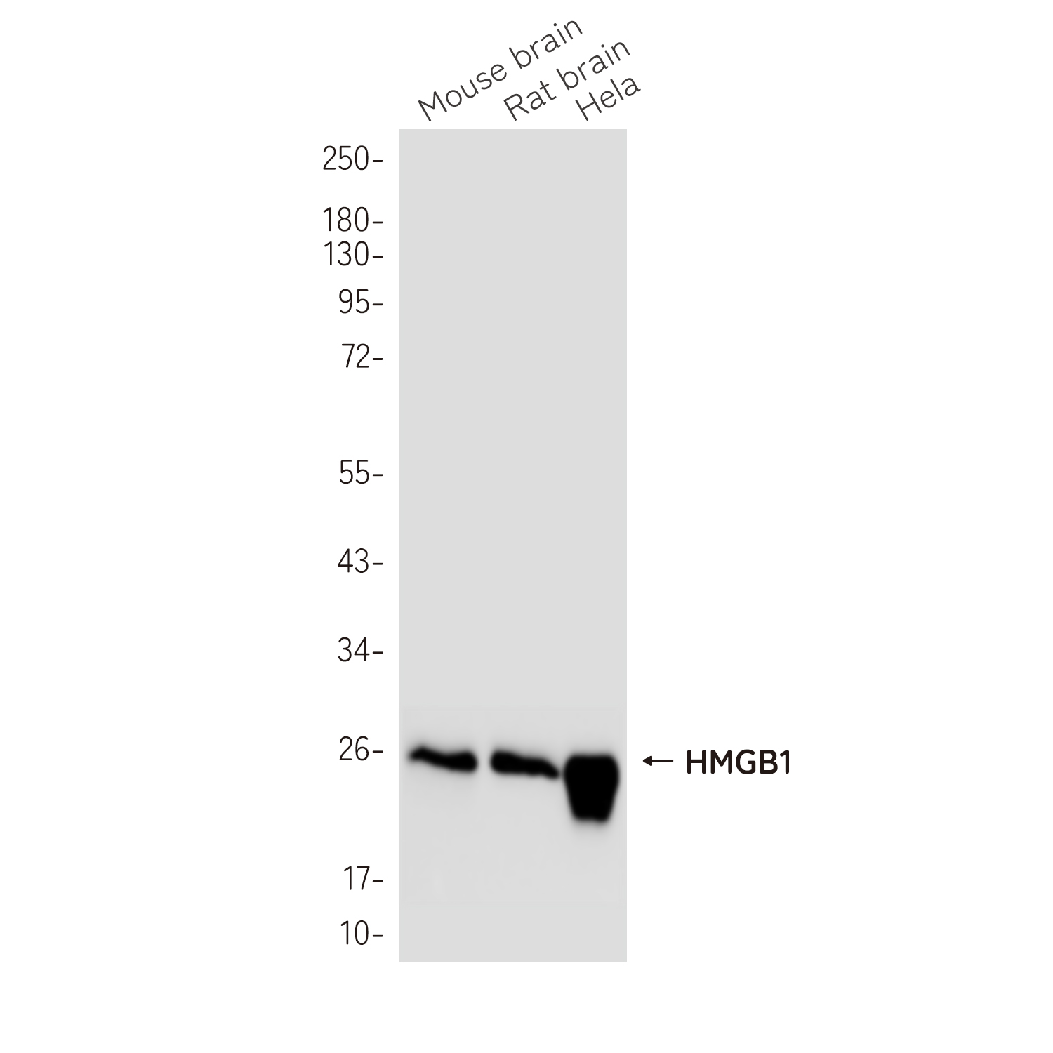 HMGB1 (17A2) Rabbit Monoclonal Antibody