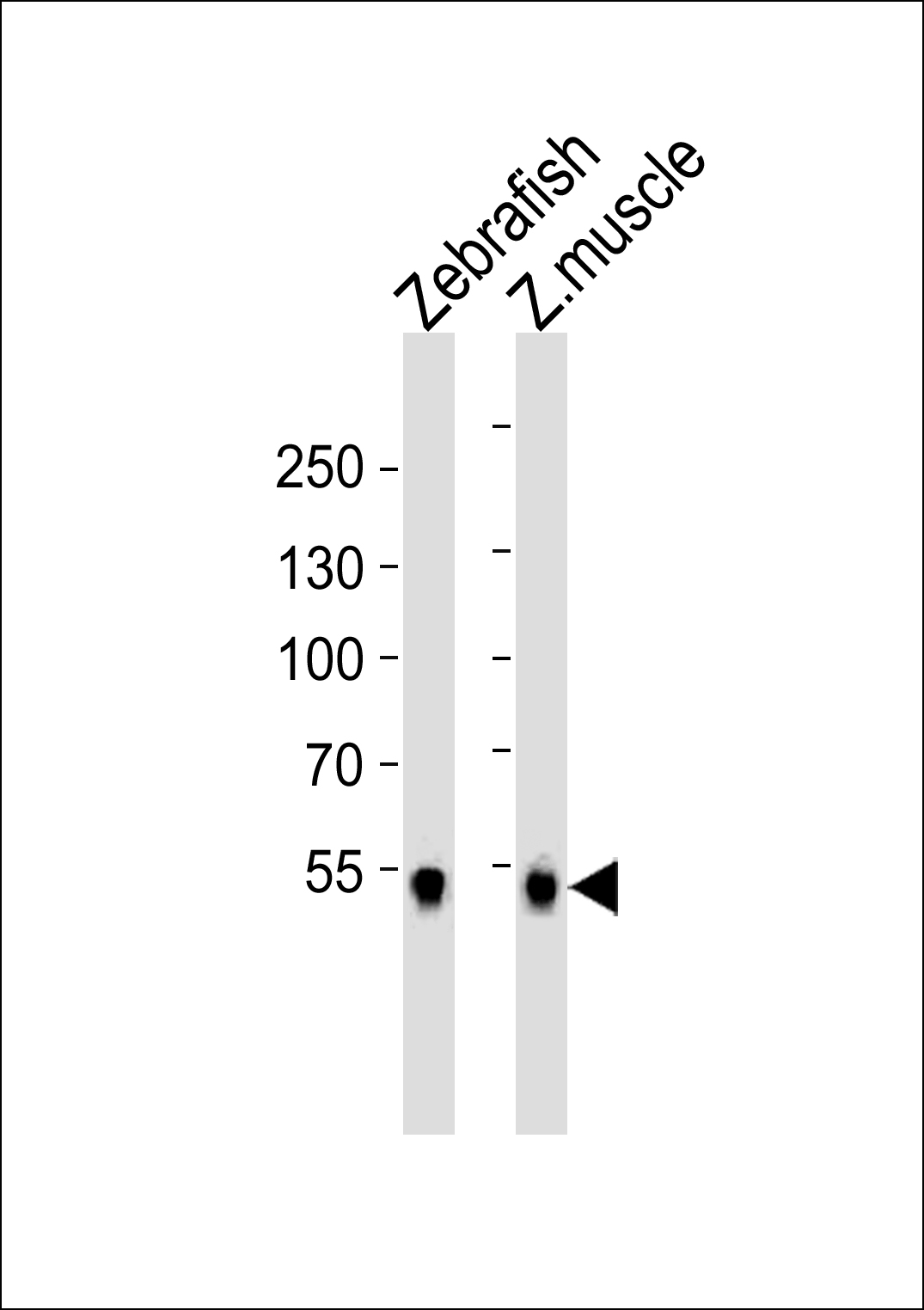 (DANRE) srebf2 Rabbit Polyclonal Antibody (Center)