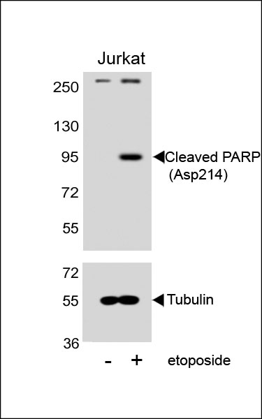 Cleaved PARP (Asp214) Rabbit Polyclonal Antibody