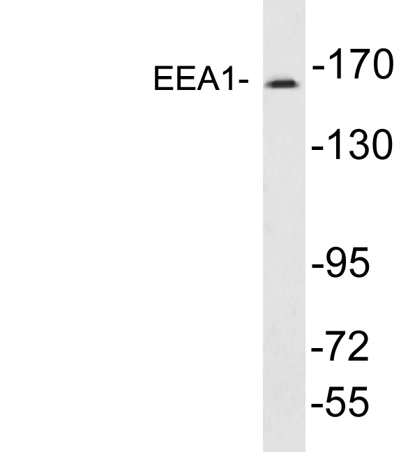 EEA1 Rabbit Polyclonal Antibody